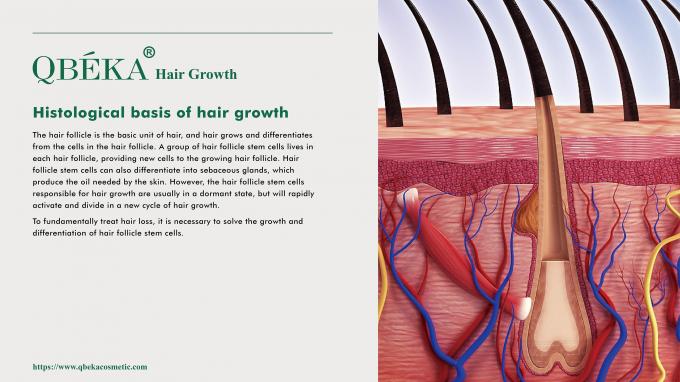 Shampoo estándar de prevención de la pérdida de cabello para el tratamiento de la pérdida y adelgazamiento del cabello 80m 1